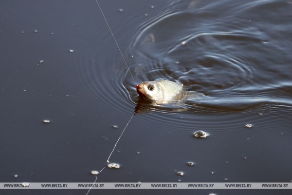 РЕПОРТАЖ о том, как "Большая бард-рыбалка" зажигает на берегу Чигиринки под гитарные аккорды РЕПОРТАЖ о том, как "Большая бард-рыбалка" зажигает на берегу Чигиринки под гитарные аккорды