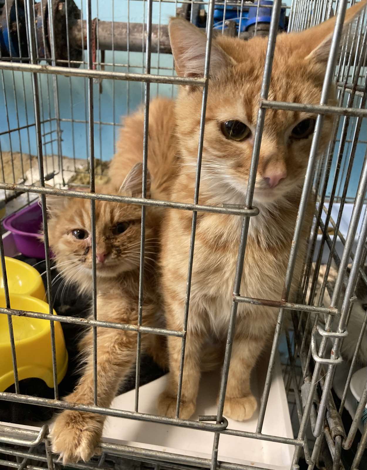 Віцебскі прытулак «Добрык» — тэрыторыя надзеі і добразычлівасці Віцебскі прытулак «Добрык» — тэрыторыя надзеі і добразычлівасці