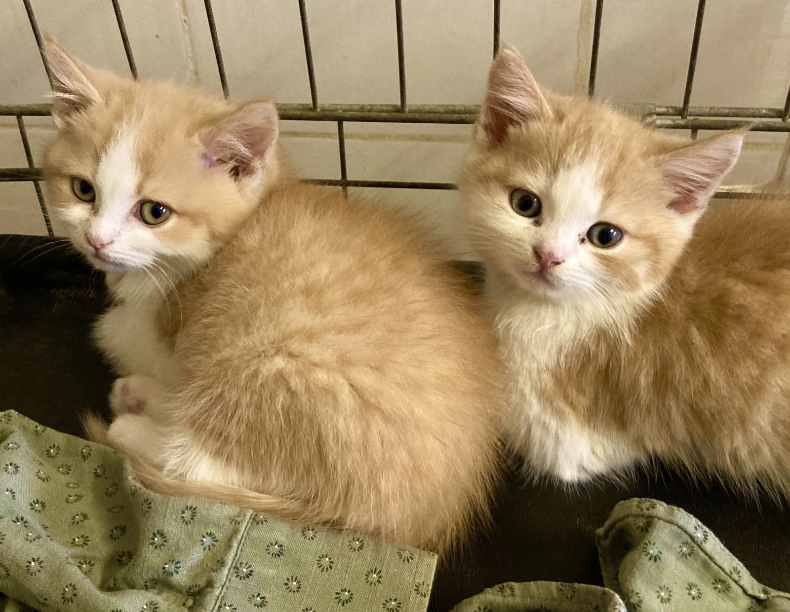 Віцебскі прытулак «Добрык» — тэрыторыя надзеі і добразычлівасці Віцебскі прытулак «Добрык» — тэрыторыя надзеі і добразычлівасці