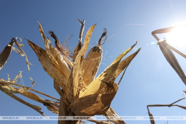 Заяц рассказал, чем закончился эксперимент по зимовке кукурузы на полях Заяц рассказал, чем закончился эксперимент по зимовке кукурузы на полях