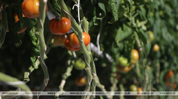 Новые теплицы, интенсивные сады и мелиорация. Как улучшится работа АПК в Беларуси Новые теплицы, интенсивные сады и мелиорация. Как улучшится работа АПК в Беларуси