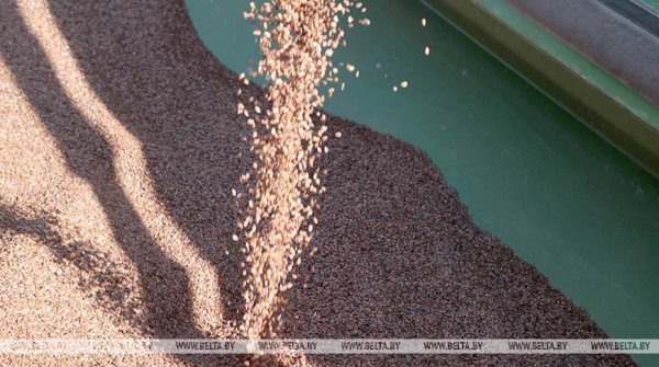 Отечественные семена, теплая погода и надежда на хороший урожай. Как в Беларуси продвигается посевная Отечественные семена, теплая погода и надежда на хороший урожай. Как в Беларуси продвигается посевная