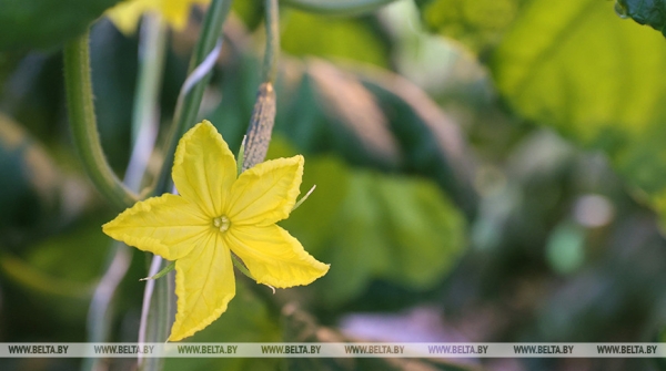 Новые теплицы, интенсивные сады и мелиорация. Как улучшится работа АПК в Беларуси Новые теплицы, интенсивные сады и мелиорация. Как улучшится работа АПК в Беларуси