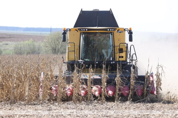Заяц рассказал, чем закончился эксперимент по зимовке кукурузы на полях Заяц рассказал, чем закончился эксперимент по зимовке кукурузы на полях