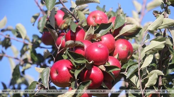 Новые теплицы, интенсивные сады и мелиорация. Как улучшится работа АПК в Беларуси Новые теплицы, интенсивные сады и мелиорация. Как улучшится работа АПК в Беларуси