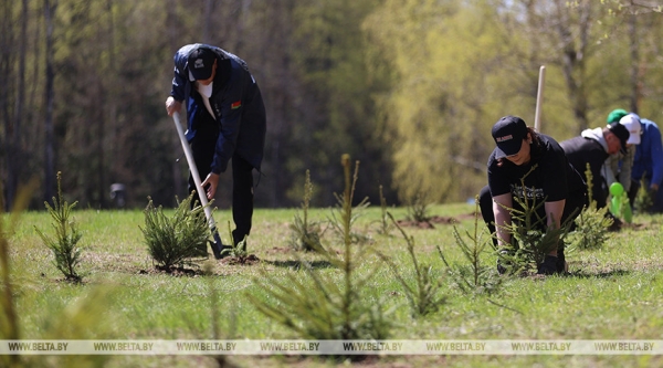 Наследие для будущих поколений. Белорусские артисты высадили в "Хатыни" около тысячи молодых елей Наследие для будущих поколений. Белорусские артисты высадили в "Хатыни" около тысячи молодых елей