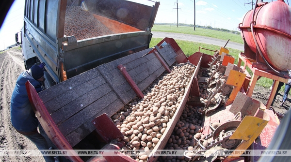 Картофель в Беларуси посадили почти на 82% запланированных площадей Картофель в Беларуси посадили почти на 82% запланированных площадей
