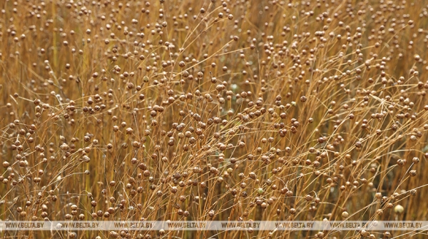 Новая техника и модернизация производства. Как изменилось возделывание льна в Беларуси Новая техника и модернизация производства. Как изменилось возделывание льна в Беларуси