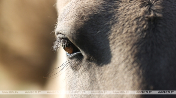 Губернатор Владимирской области подарил Лукашенко жеребенка Губернатор Владимирской области подарил Лукашенко жеребенка