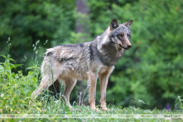 "Нужно пообщаться с природой, чтобы почувствовать релакс". Кто и зачем приезжает к духу болот в заповедник "Нужно пообщаться с природой, чтобы почувствовать релакс". Кто и зачем приезжает к духу болот в заповедник