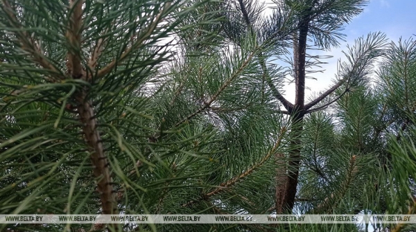 Запреты и ограничения на посещение лесов введены в 102 районах Беларуси Запреты и ограничения на посещение лесов введены в 102 районах Беларуси