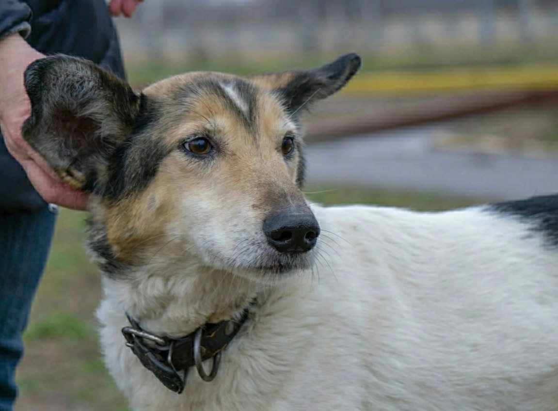 Витебскому приюту для животных «Добрик» — 12 лет Витебскому приюту для животных «Добрик» — 12 лет