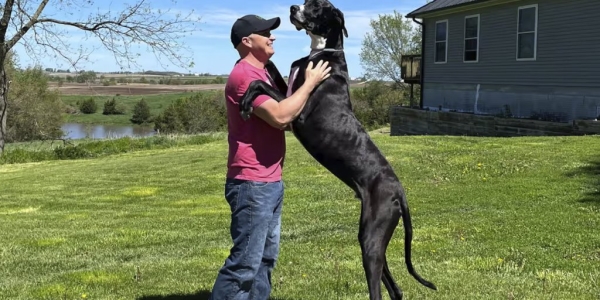 Умер самый крупный пес в мире. Он установил рекорд всего за несколько дней до смерти Умер самый крупный пес в мире. Он установил рекорд всего за несколько дней до смерти