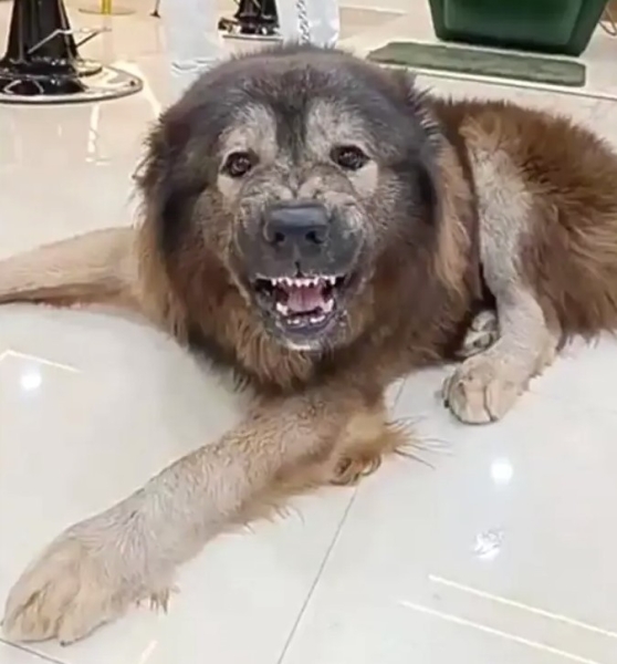 Это самая дорогая собака в мире — ее продали за $5,7 миллиона Это самая дорогая собака в мире — ее продали за $5,7 миллиона