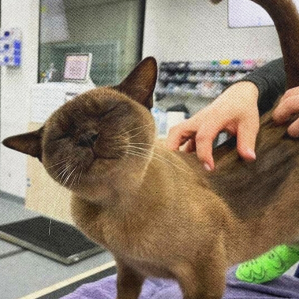 Этот кот пережил часовую стирку в машинке Этот кот пережил часовую стирку в машинке